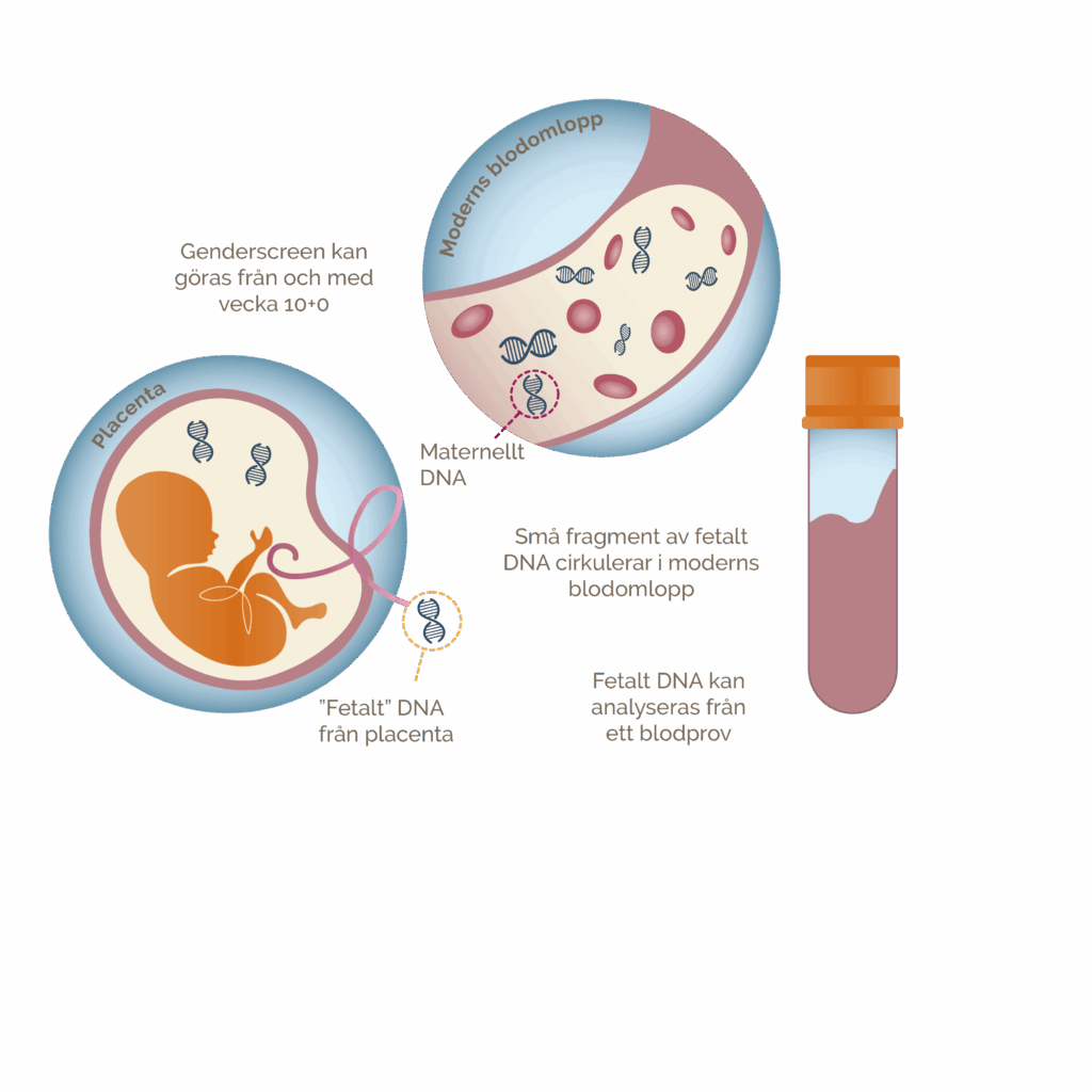 En illustration som beskriver hur man kan hitta DNA från fostret i mammans blod.
